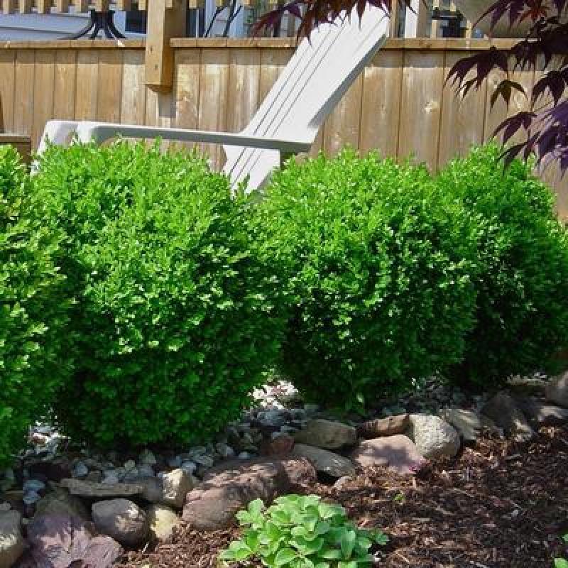 Winter gem boxwood discount