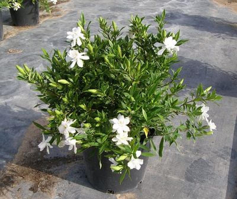 Hanna's Garden Shop Gardenia Frost Proof 3G