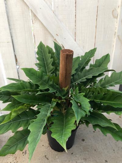 Hanna S Garden Shop Philodendron Jungle Boogie 8 Totem